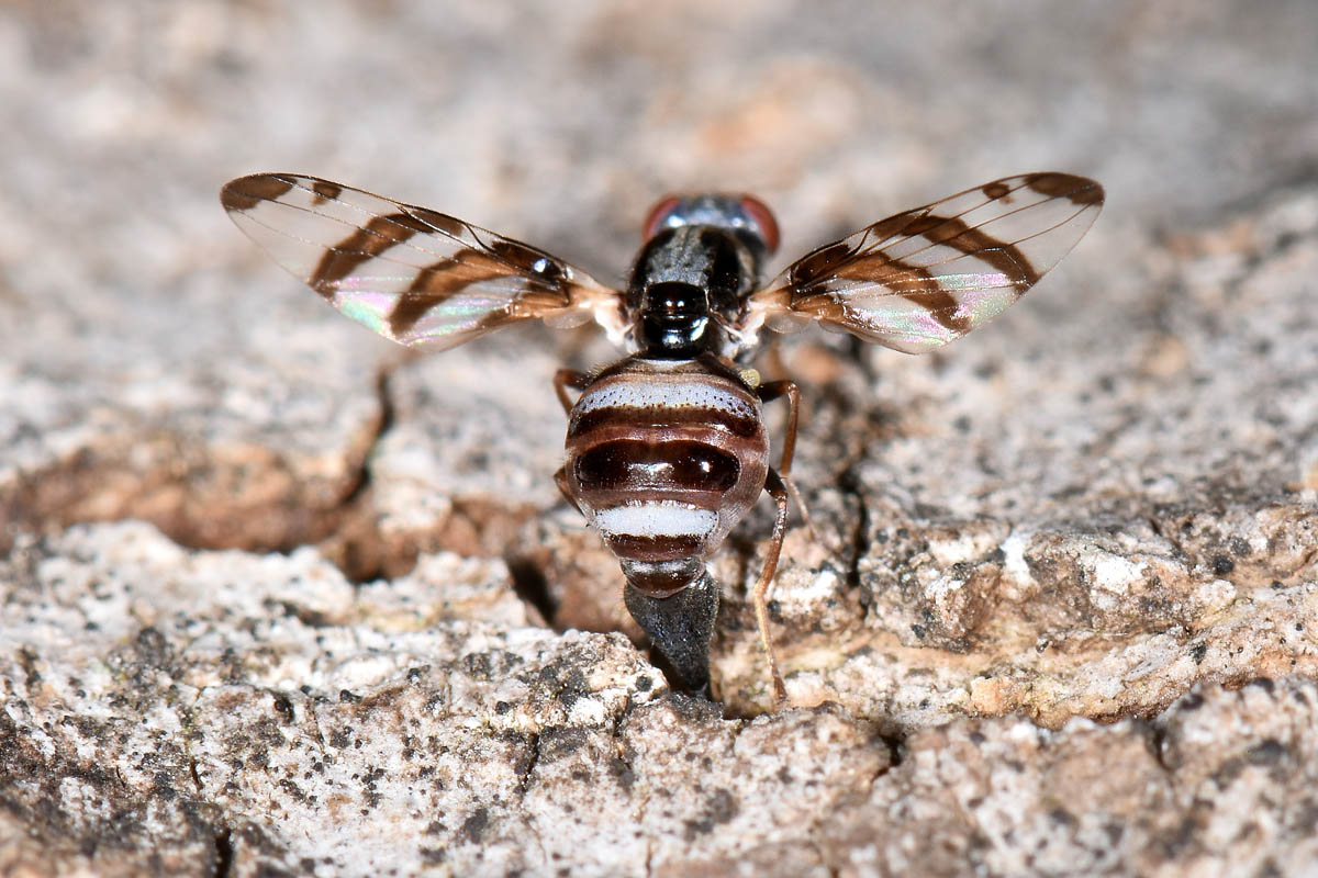 Ulidiidae: Myennis octopunctata